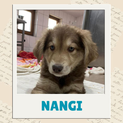 Nangi