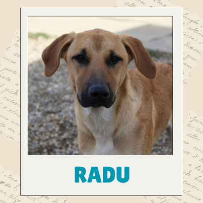 Radu