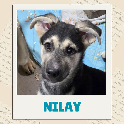 Nilay