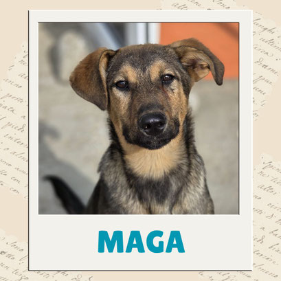 Maga