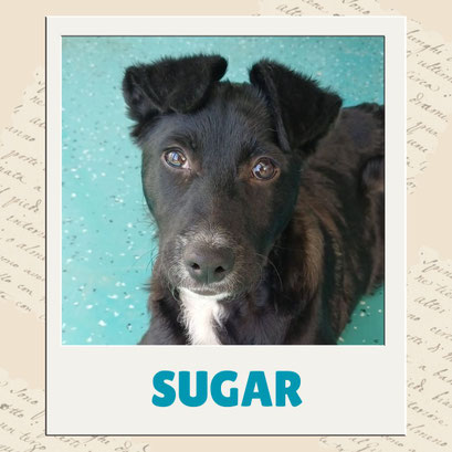 Sugar