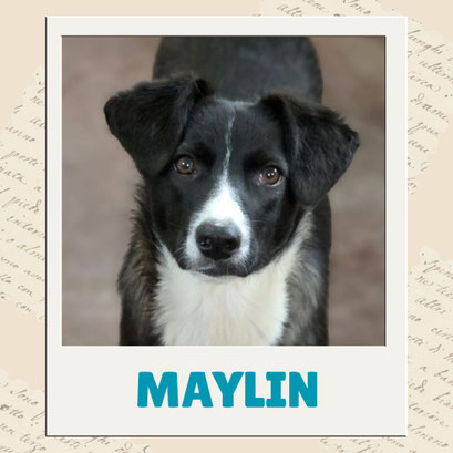Maylin