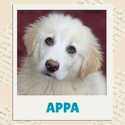 Appa