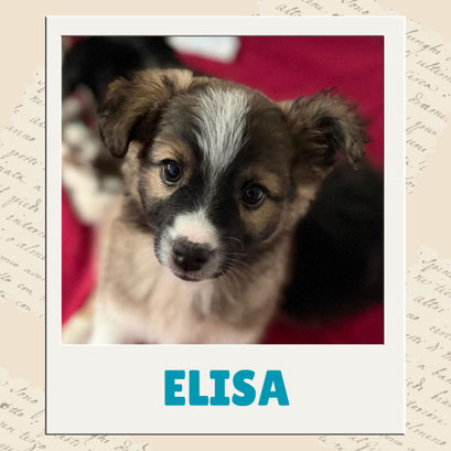 Elisa