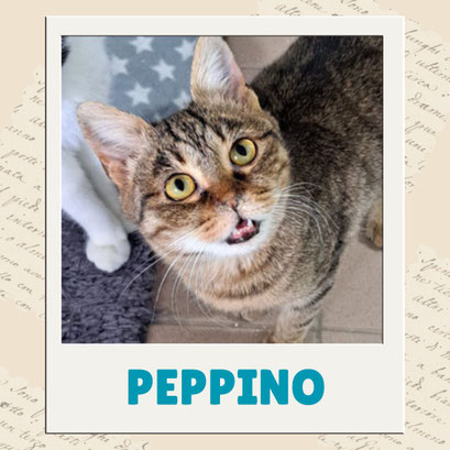 Peppino