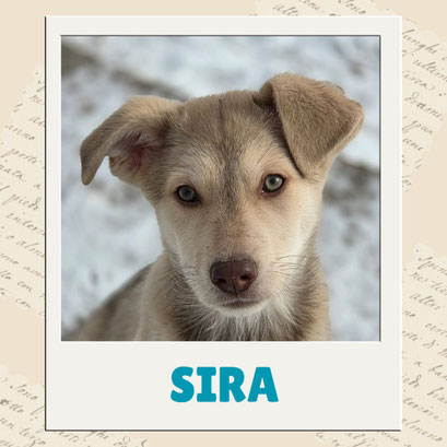 Sira