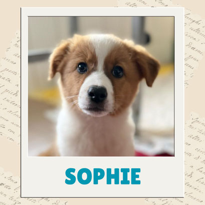 Sophie