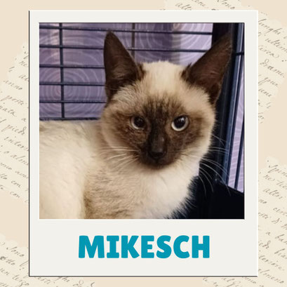 Mikesch