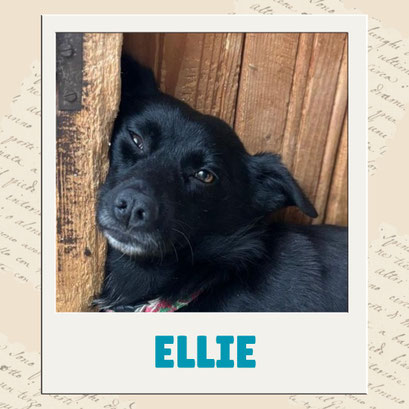 Ellie