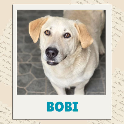 Bobi