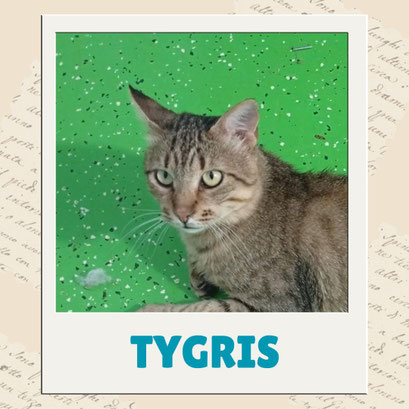 Tygris