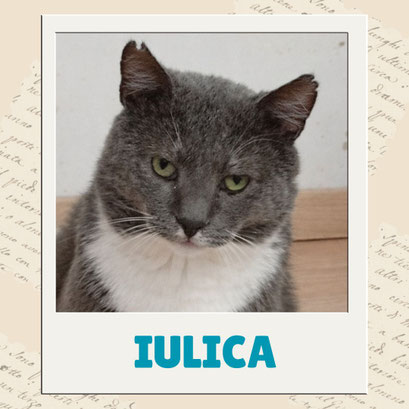 Iulica