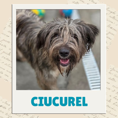 Ciucurel