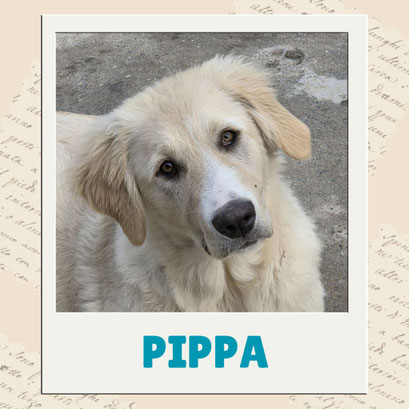 Pippa