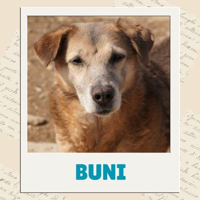 Buni