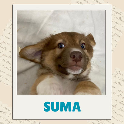 Suma
