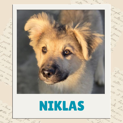 Niklas