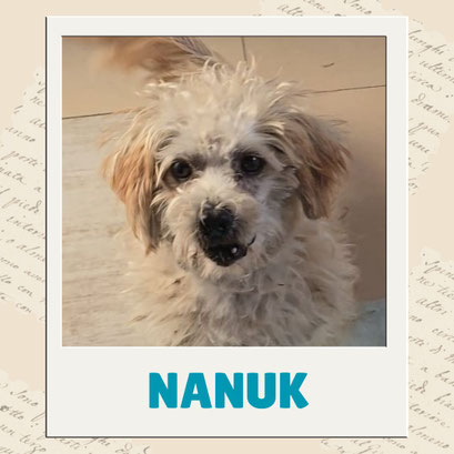 Nanuk