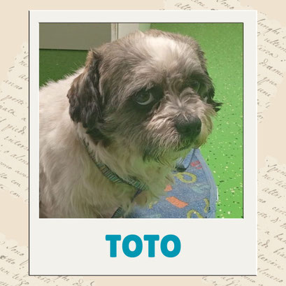 Toto