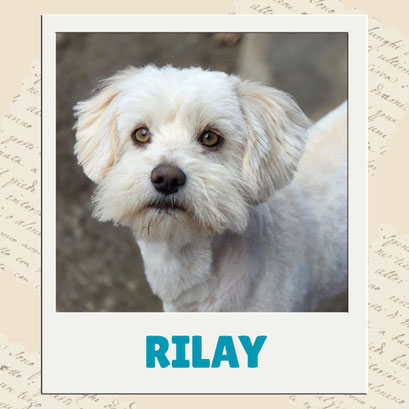 Rilay