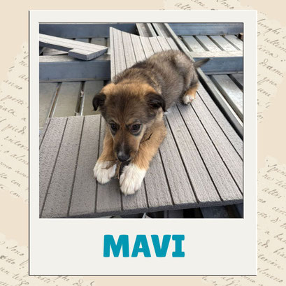 Mavi