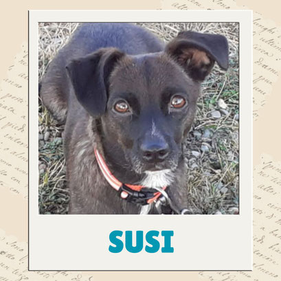 Susi