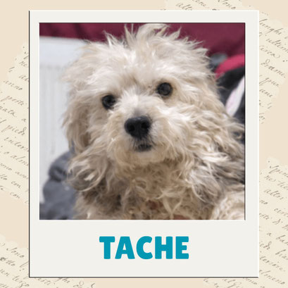 Tache