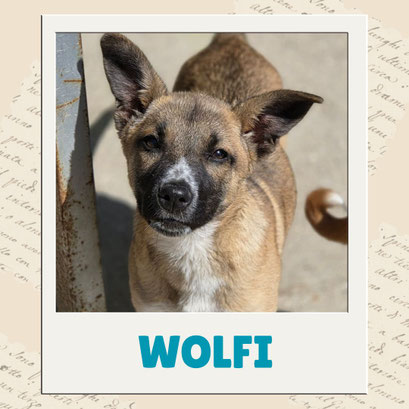 Wolfi
