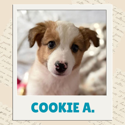 Cookie A.