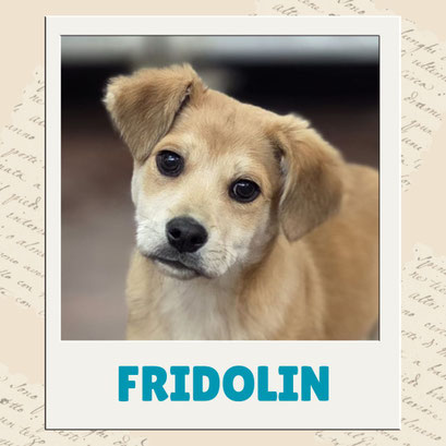 Fridolin