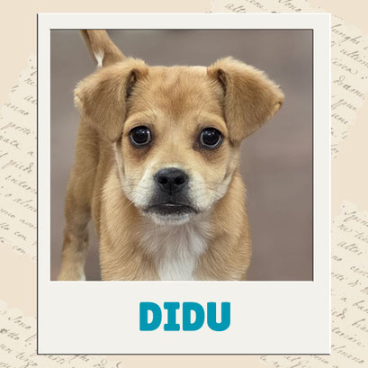 Didu