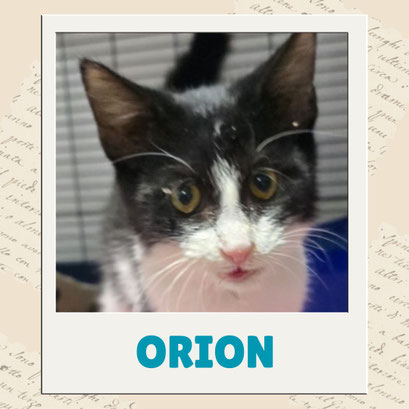 Orion