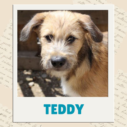 Teddy