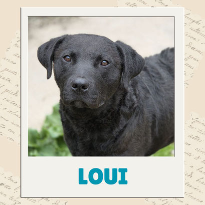Loui