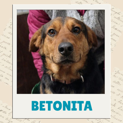 Betonita