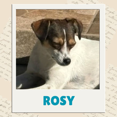 Rosy