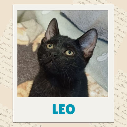 Leo