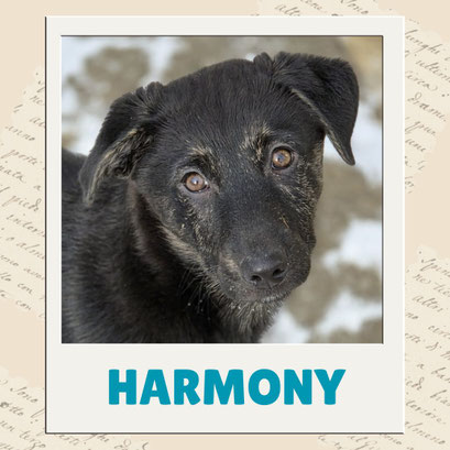 Harmony