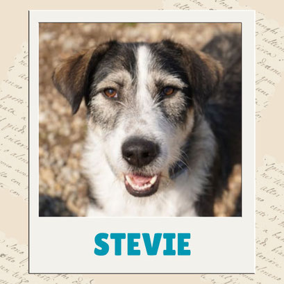Stevie
