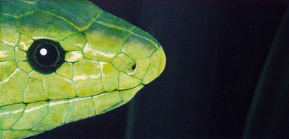 Acrylic on Canvas, 30 x 60 cm
