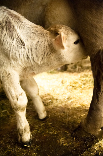 Muttermilch