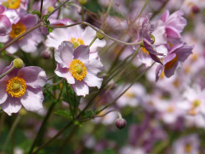 Anemone (Blume)