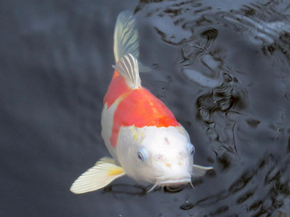 Koi-Fische im Gartenteich, Gartengestaltung 