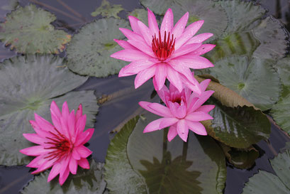Wasserpflanzen im Gartenteich - Teichbau, Teichpflanzen, Schilf, Seerosen, Schwertlilien 
