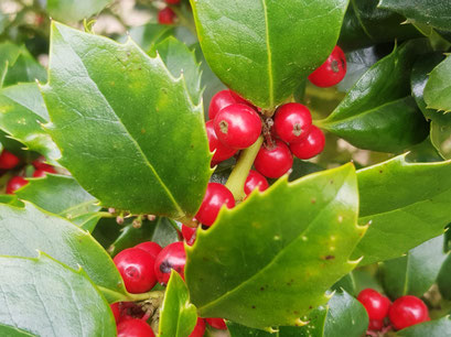 Stechpalme mit vorjährigen Früchten, Naturerlebnisgarten Woltersdorf, Foto: U. Postler