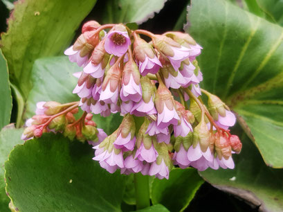 Himalaja-Bergenie, Naturerlebnisgarten Woltersdorf, Foto: U. Postler