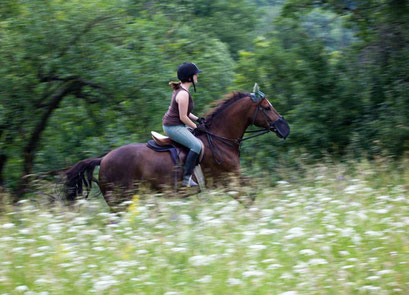 11.6.2009 Bissingen Heide Sonnenberg an der Enz Kamera: Canon EOS 5D Mk II / 100-400