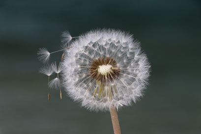 Make a wish - © mariani nathalie