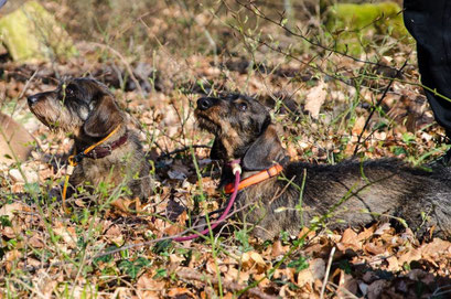 Abblegen im Wald, Rauhaardackel Charly und Erni. Foto: Léonie Junck