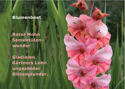 OVLK06109 Blumenbeet